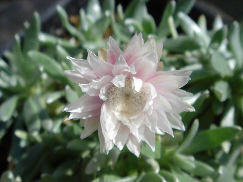 Helichrysum arwae photo